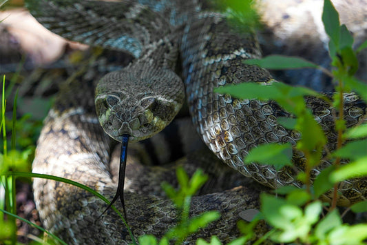 RATTLESNAKE COUNTRY: GEAR FOR SNAKE ENCOUNTERS