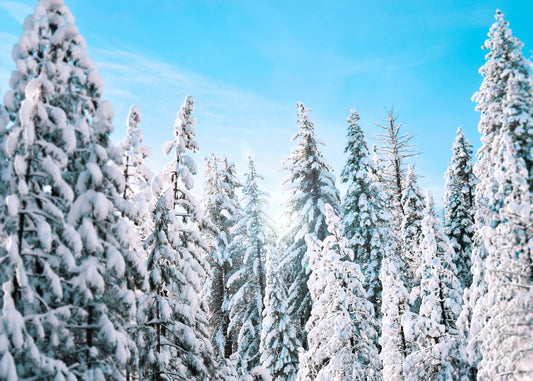 CHRISTMAS SPIRIT: GIVING BACK TO THE OUTDOORS