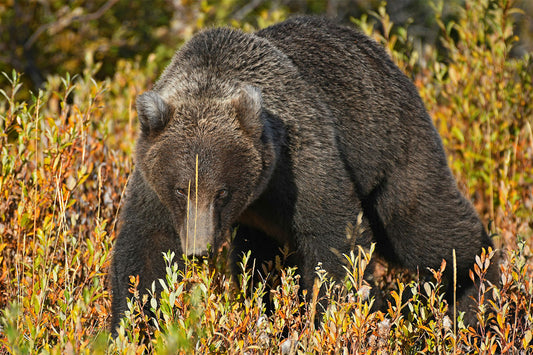 BEAR AWARE: HIKING SAFELY IN BEAR COUNTRY