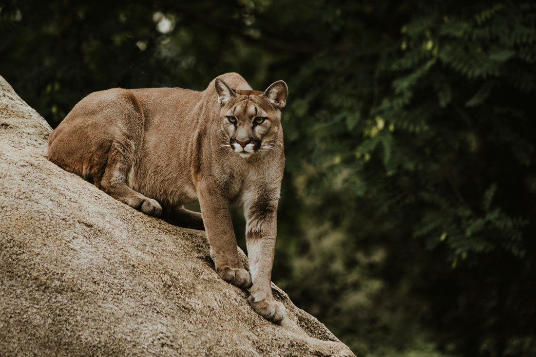 TRAIL SAFETY: TIPS TO AVOID MOUNTAIN LIONS