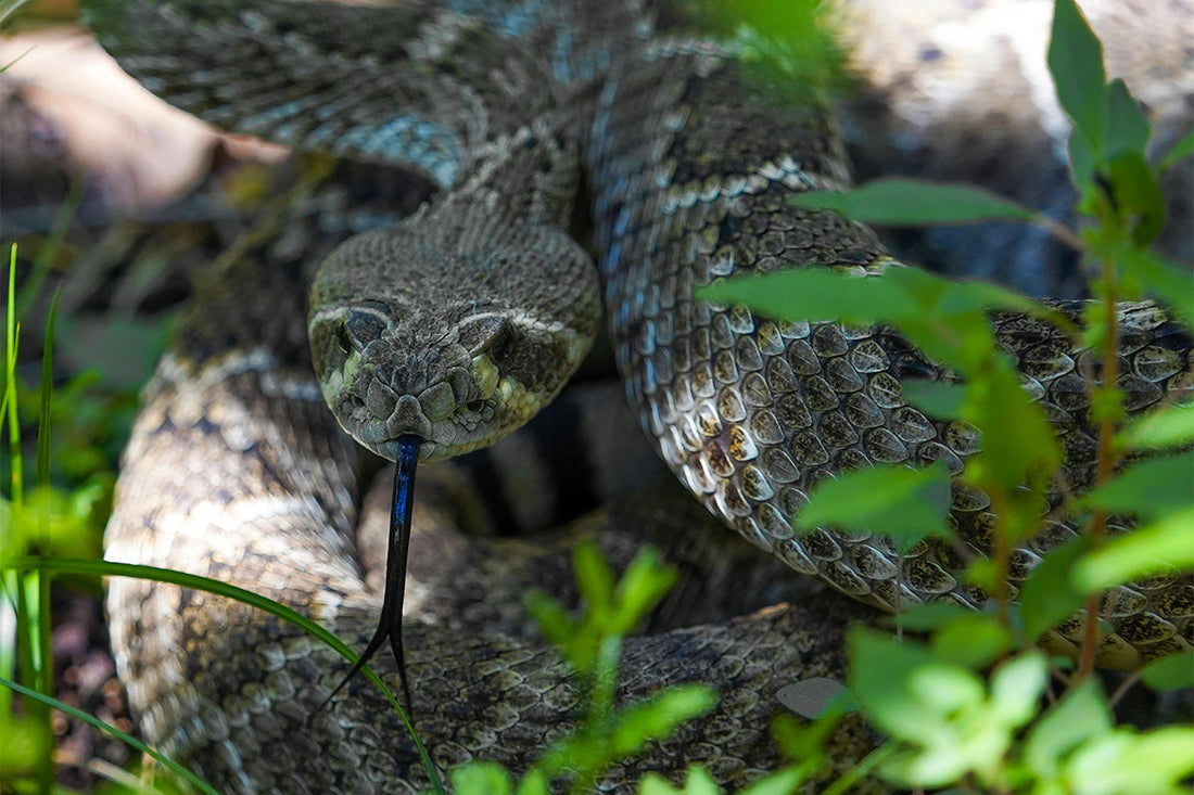 RATTLESNAKE COUNTRY: GEAR FOR SNAKE ENCOUNTERS